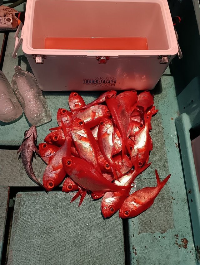 クロムツ・キンメ(キンメダイ)