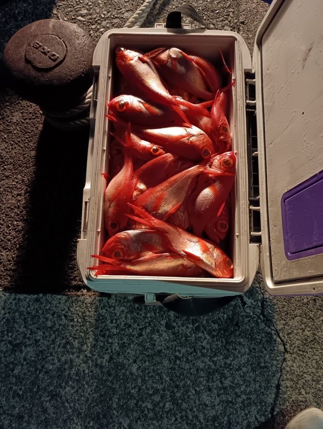 キンメ(キンメダイ)