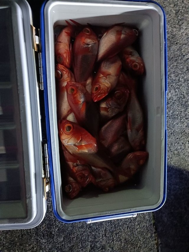 キンメ(キンメダイ)