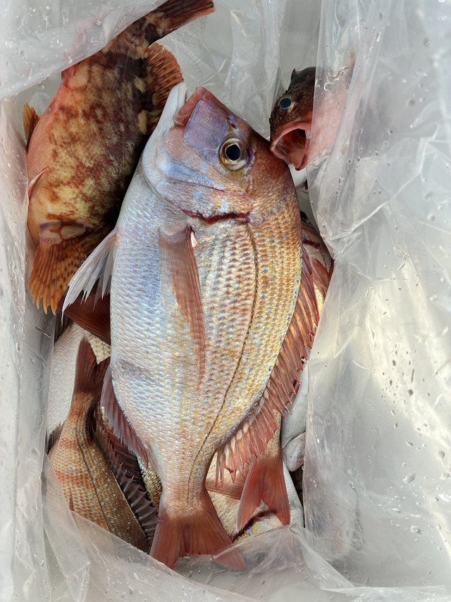 ハナダイ(チダイ)