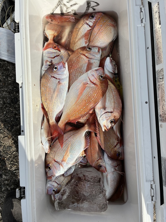 ハナダイ(チダイ)