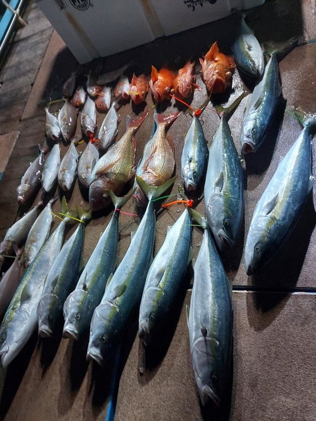 マダイ・ブリ・ボッコ(カサゴ)・ネリゴ(カンパチ)