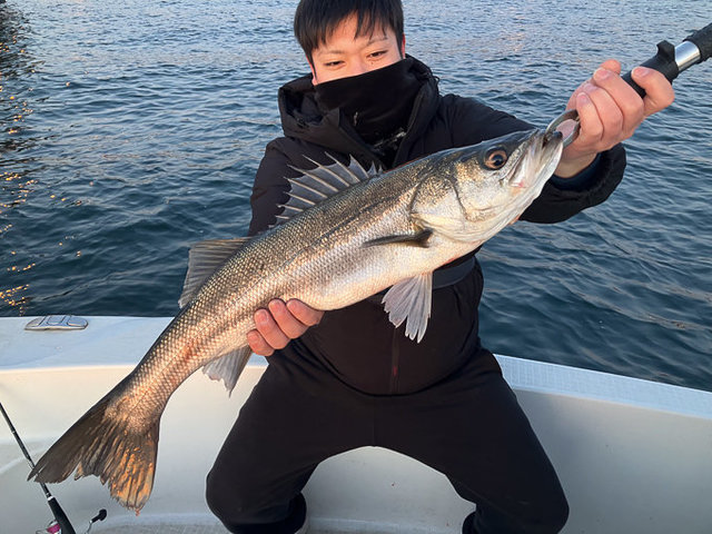 シーバス(スズキ)