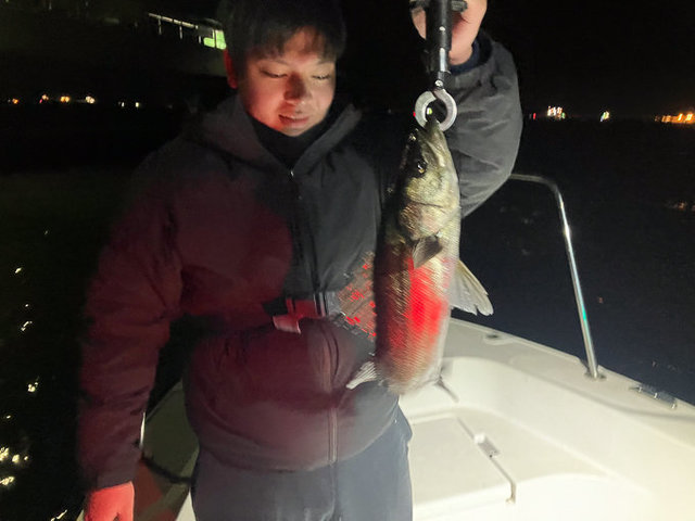 シーバス(スズキ)