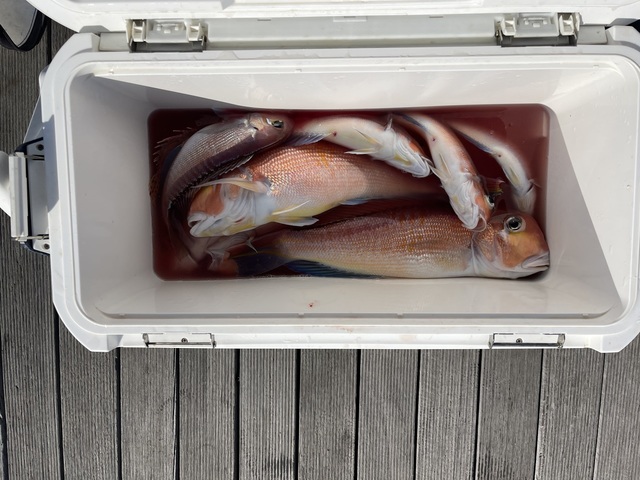 アマダイ(アカアマダイ)