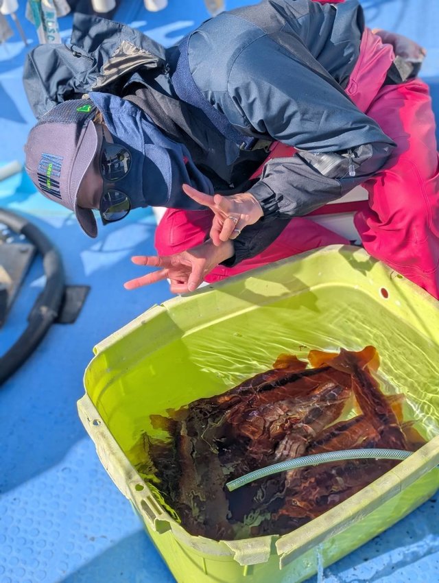 スルメ(スルメイカ)