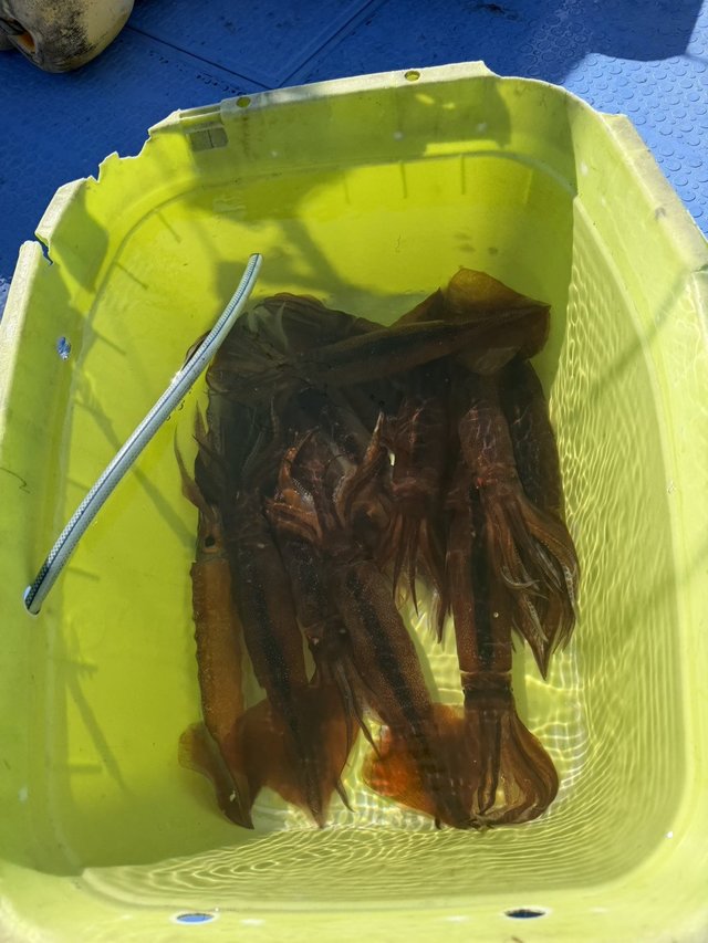 スルメ(スルメイカ)