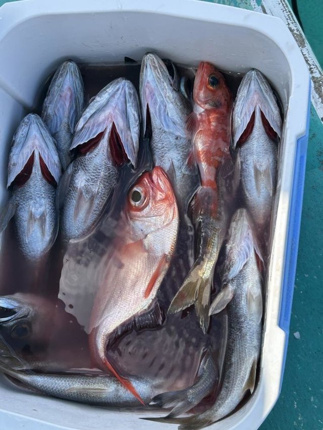 クロムツ・メダイ・キンメ(キンメダイ)