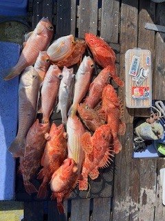 アマダイ(アカアマダイ)・イトヨリ(イトヨリダイ)・オニカサゴ