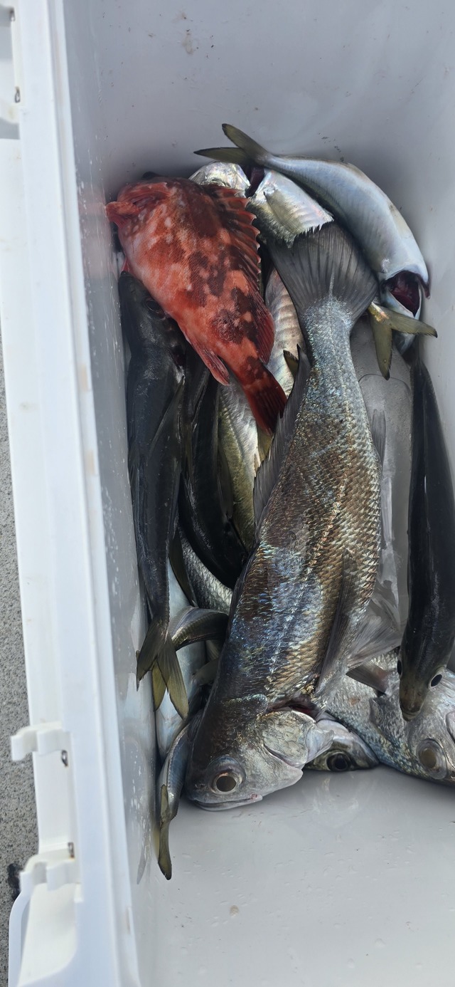 アジ(マアジ)・クログチ