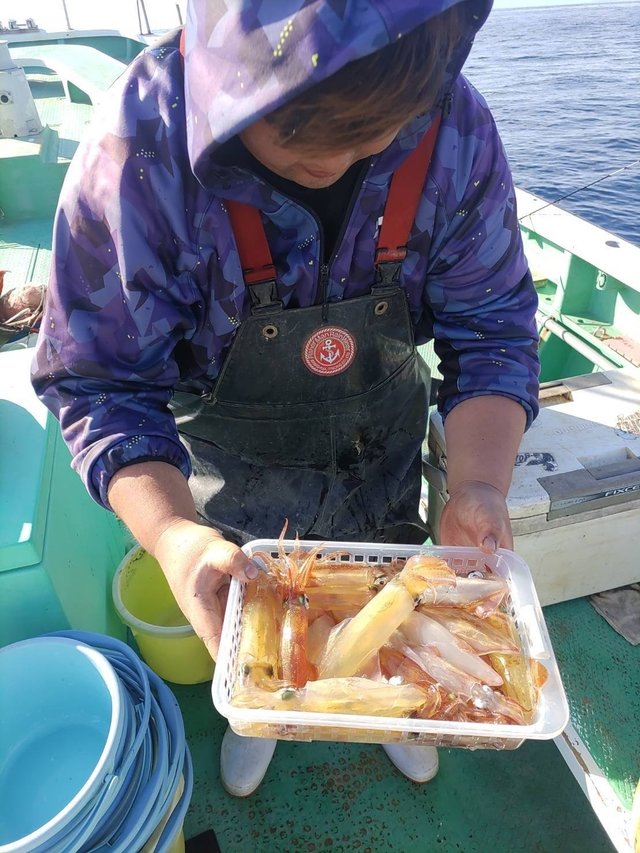 マルイカ(ケンサキイカ)