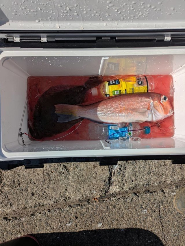 アマダイ(アカアマダイ)