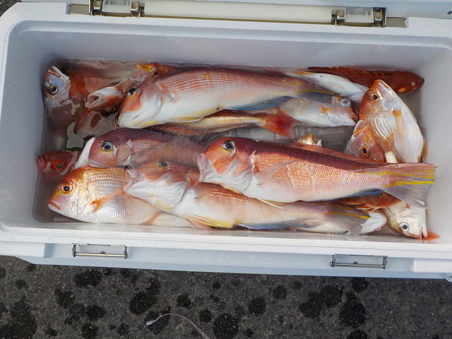 アマダイ(アカアマダイ)