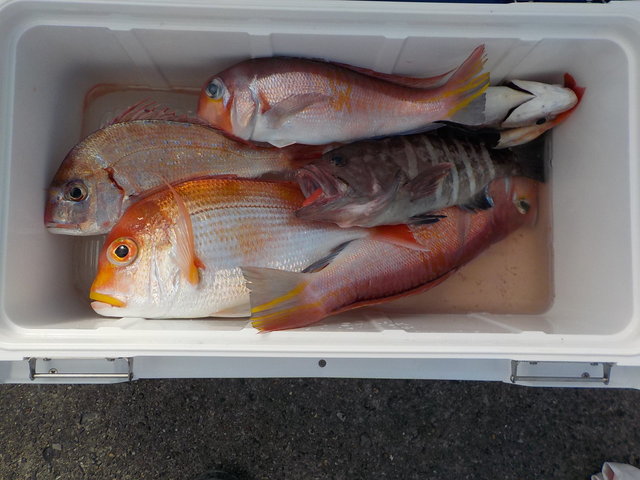 アマダイ(アカアマダイ)