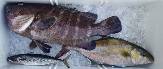 マハタ・カンパチ