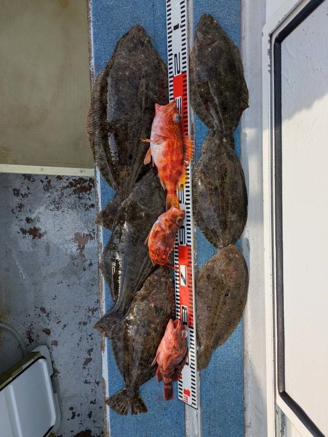 カサゴ・ヒラメ