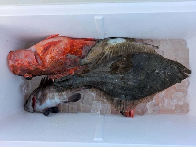 マハタ・カサゴ・ヒラメ