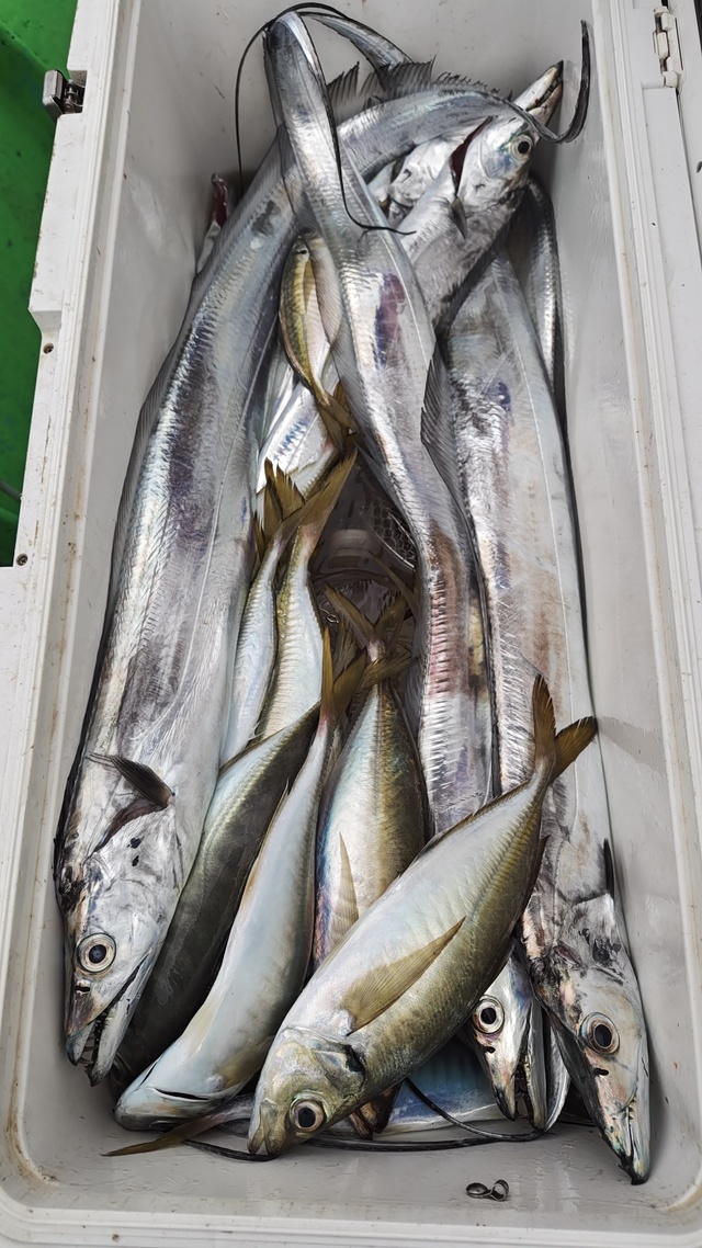 アジ(マアジ)・タチウオ