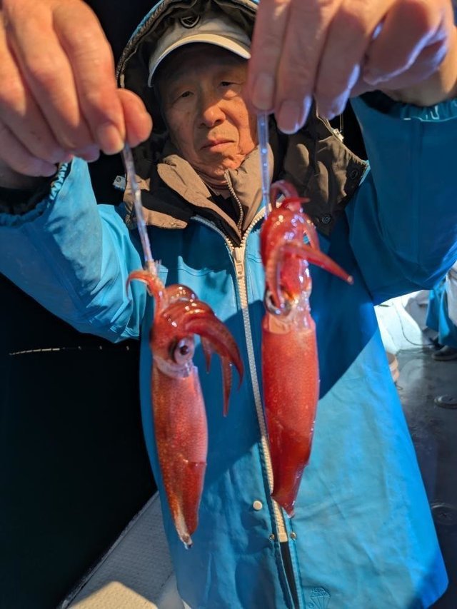 マイカ(ケンサキイカ)