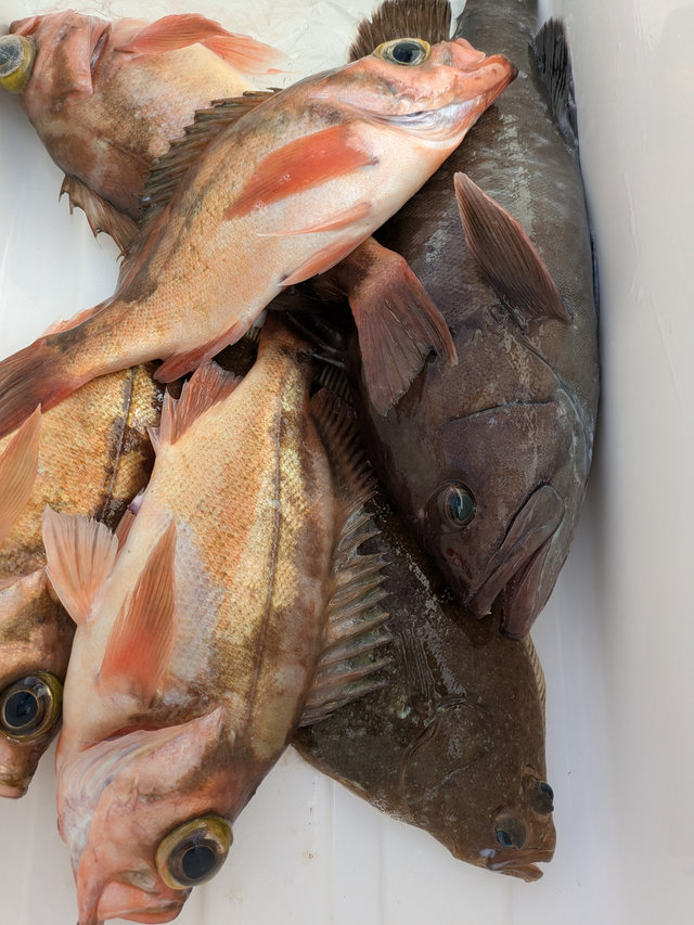 アラ・ウスメバル・ヒラメ