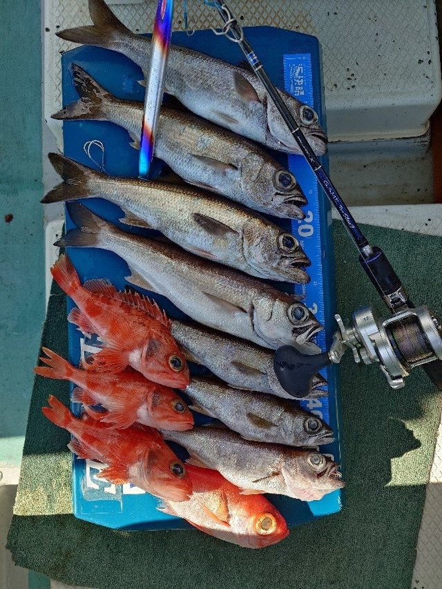 クロムツ・ユメカサゴ・キンメ(キンメダイ)