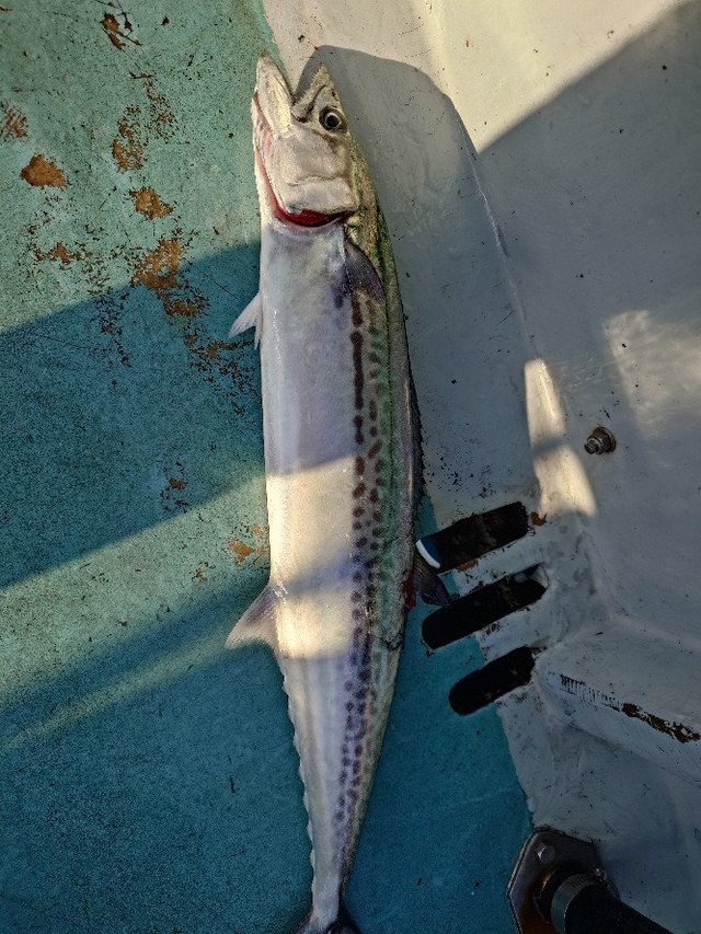 サゴシ(サワラ)