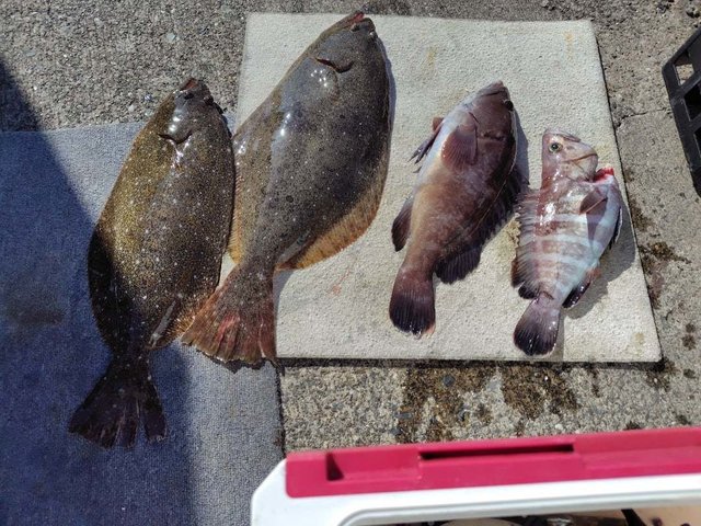 ヒラメ・ハタ(マハタ)