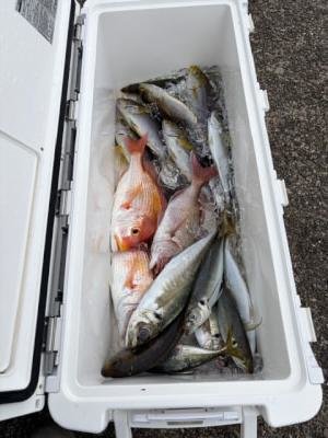 チャリコ(マダイ)・レンコダイ(キダイ)・マアジ・イサギ(イサキ)