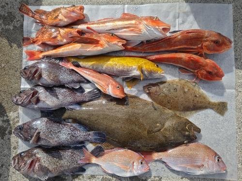 ソイ(クロソイ)・ホウボウ・ヒラメ