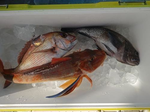 ソイ(クロソイ)・ホウボウ