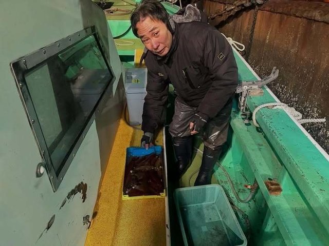 マルイカ(ケンサキイカ)・ヤリイカ