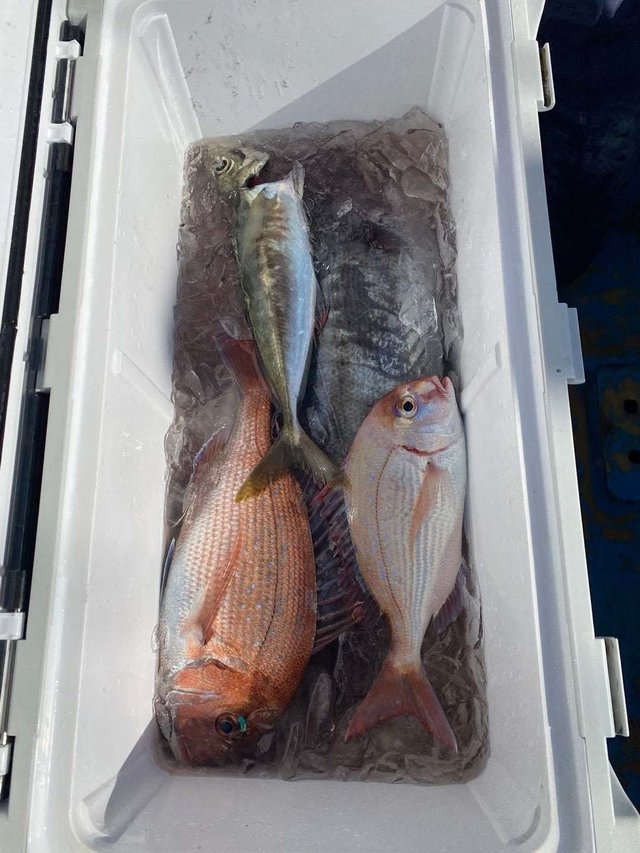 マダイ・アジ(マアジ)・メダイ