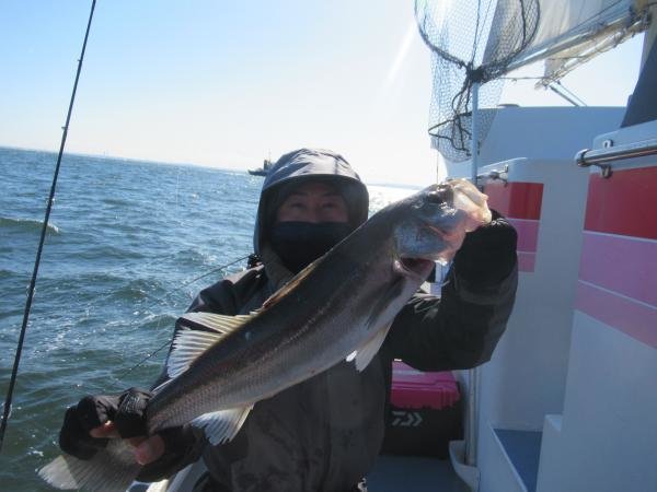 シーバス(スズキ)