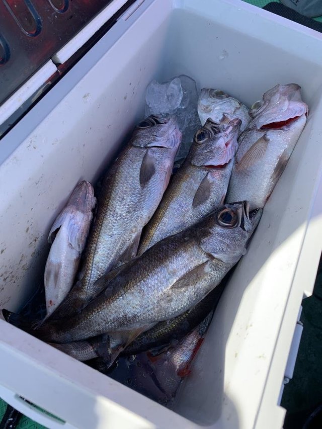 クロムツ・シロムツ(オオメハタ)