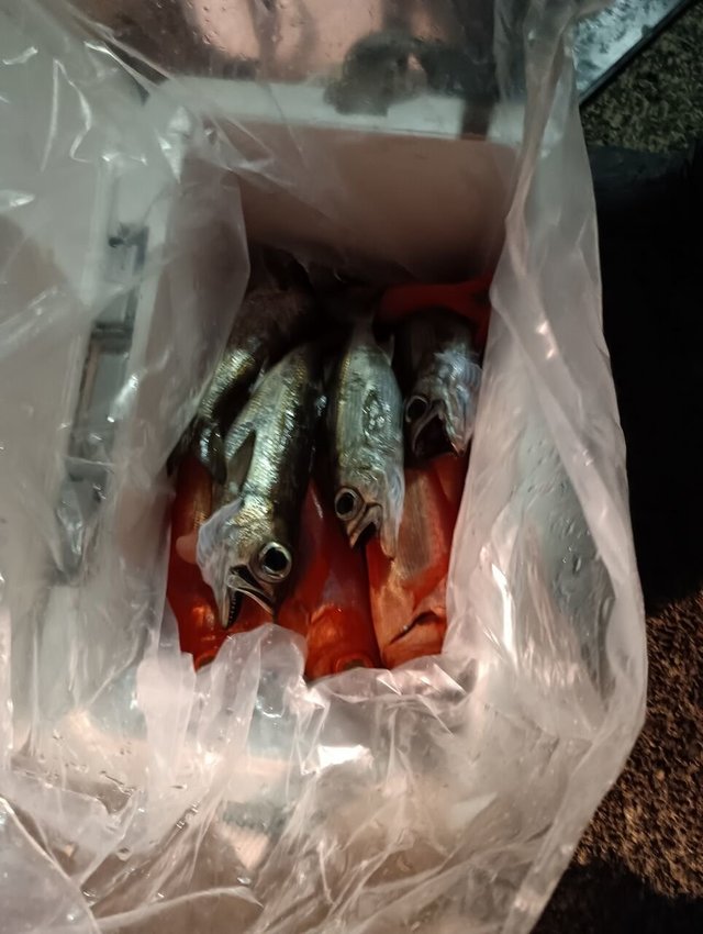 クロムツ・キンメ(キンメダイ)