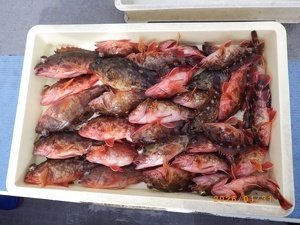 カサゴ