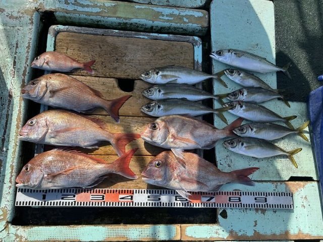 マダイ・アジ(マアジ)