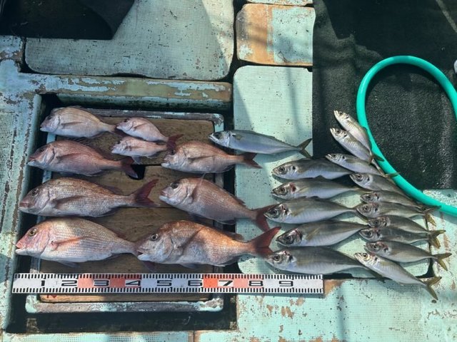 マダイ・マアジ・マサバ