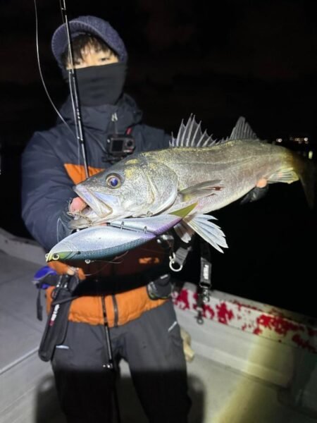 シーバス(スズキ)