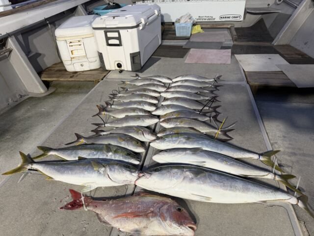 マダイ・ハマチ(ブリ)