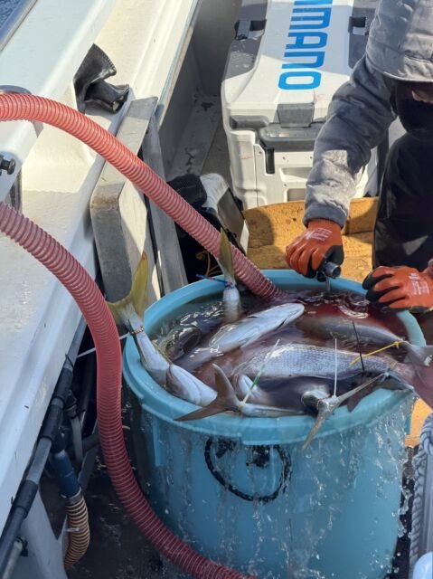 マダイ・ハマチ(ブリ)