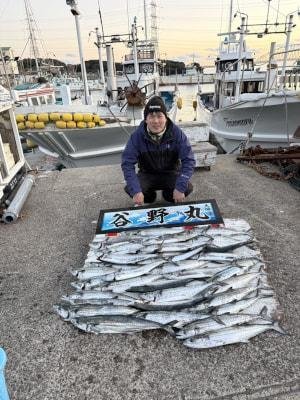 サゴシ(サワラ)