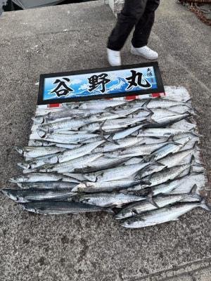 サゴシ(サワラ)