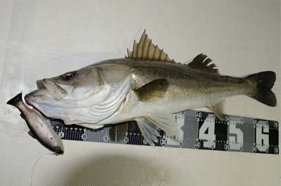 シーバス(スズキ)