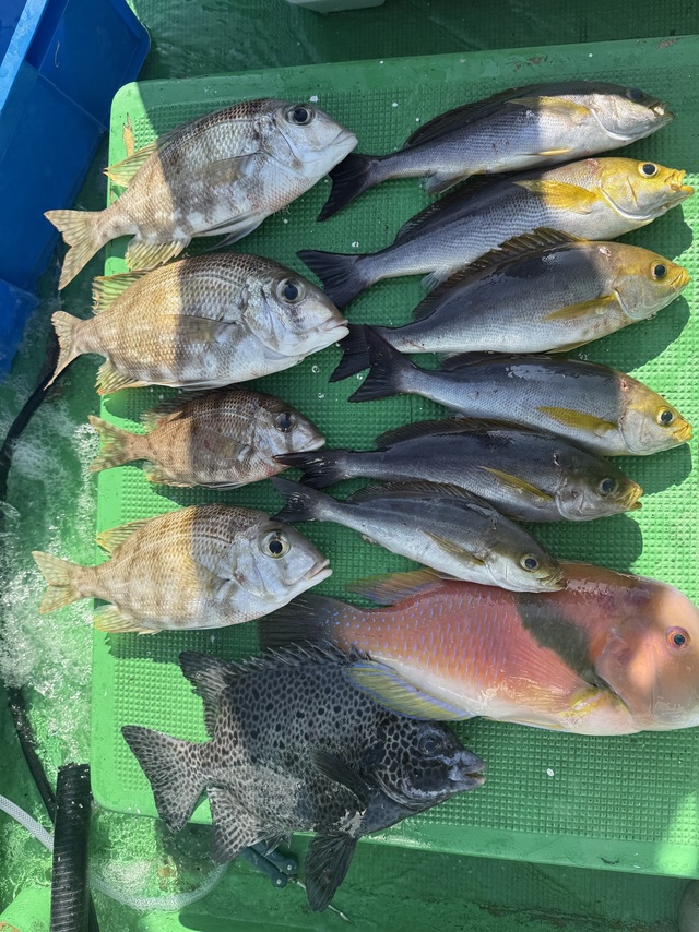 メイチダイ・イサギ(イサキ)