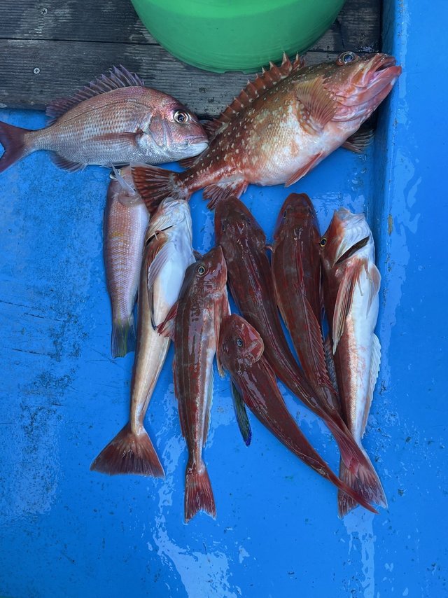 マダイ・アマダイ(アカアマダイ)・ホウボウ