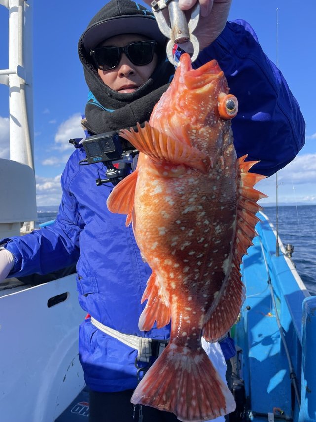 ウッカリカサゴ