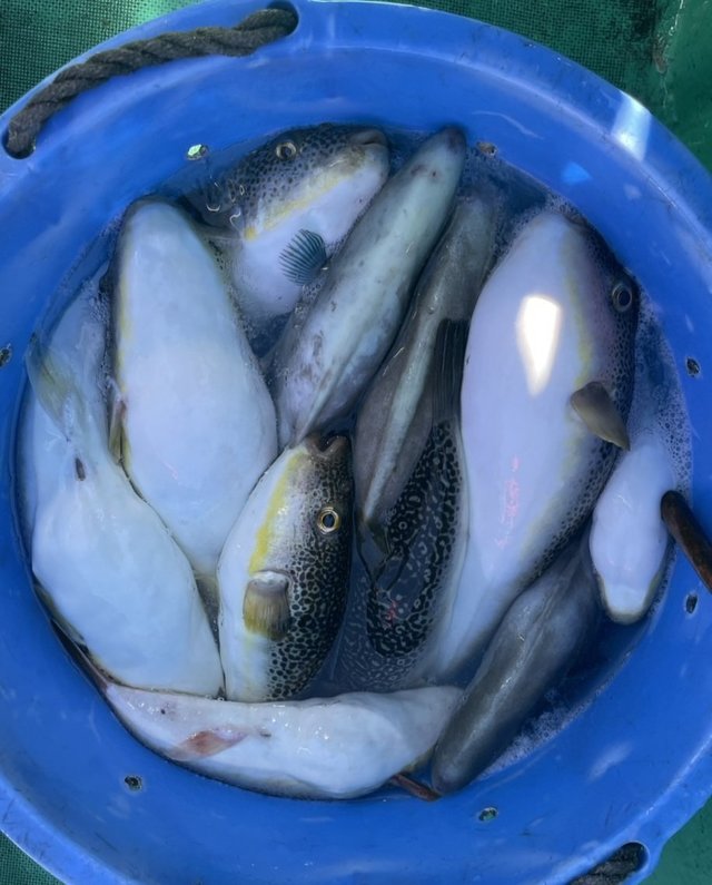 ショウサイフグ