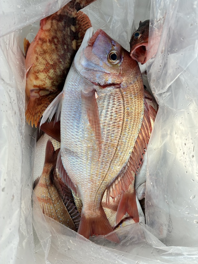 ハナダイ(チダイ)