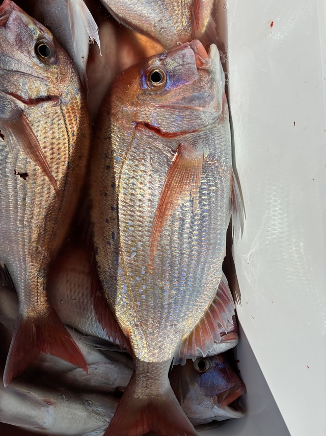 ハナダイ(チダイ)